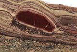 Polished Domal Stromatolite Slab - Billion Years Old #239936-1